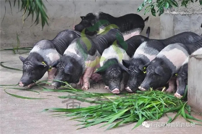 飼料企業(yè)為什么必須建立自己的實驗室？